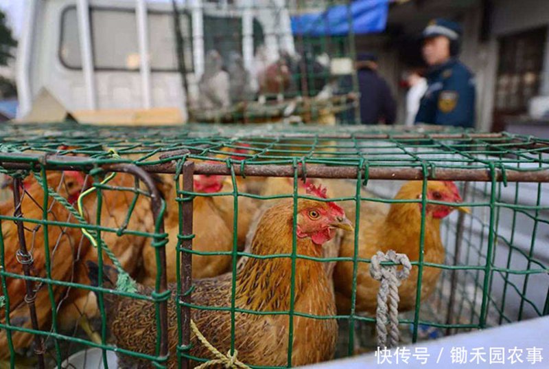 桐城家禽批发行业新动态：供应链优化推动市场繁荣