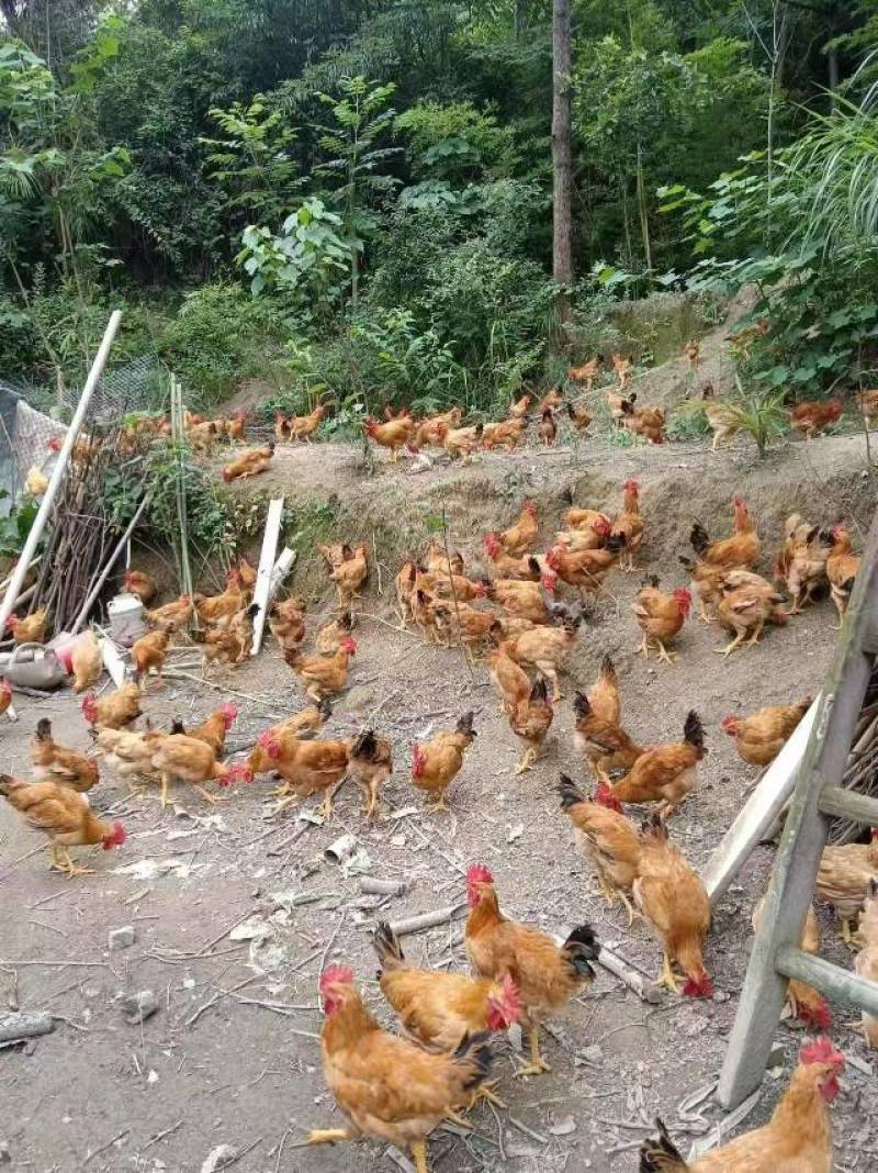 土鸡零售:市场行情与消费趋势