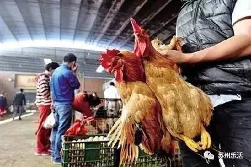 老母鸡养殖:传统与创新的完美融合